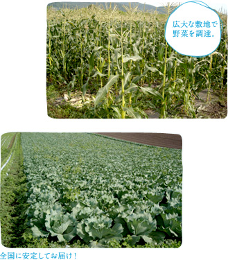 広大な敷地で野菜を調達。全国に安定してお届け！