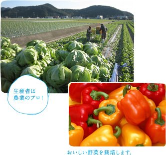生産者は農業のプロ！おいしい野菜を栽培します。
