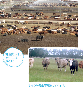 現地買い付けでコストを抑える！しっかり衛生管理をしています。